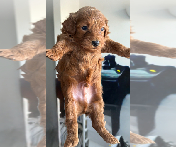 Medium Photo #7 Maltipoo Puppy For Sale in ATLANTA, GA, USA