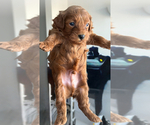 Small Photo #7 Maltipoo Puppy For Sale in ATLANTA, GA, USA