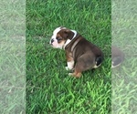 Small Photo #4 Bulldog Puppy For Sale in NEOSHO, MO, USA