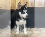 Small Photo #1 Siberian Husky Puppy For Sale in COLUMBIA, MD, USA