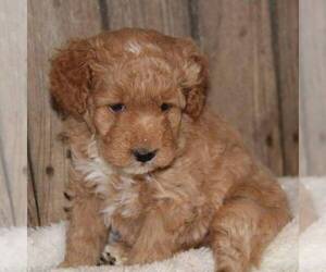 Goldendoodle (Miniature) Dog for Adoption in STANLEY, Wisconsin USA
