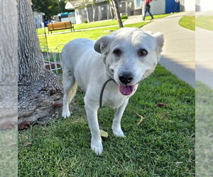Labrador Retriever-Unknown Mix Dogs for adoption in Long Beach, CA, USA