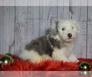 Poodle (Miniature)-Sheepadoodle Mix Puppy for sale in FREDERICKSBG, OH, USA