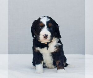 Bernedoodle (Miniature) Puppy for sale in GAP, PA, USA