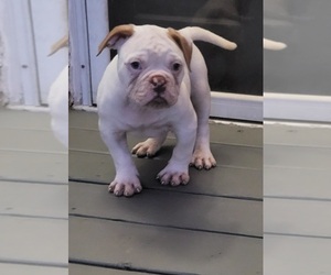 American Bulldog Puppy for sale in AUSTELL, GA, USA