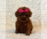 Small #5 Poodle (Toy)