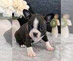 Small Photo #32 Boston Terrier Puppy For Sale in GOSHEN, IN, USA