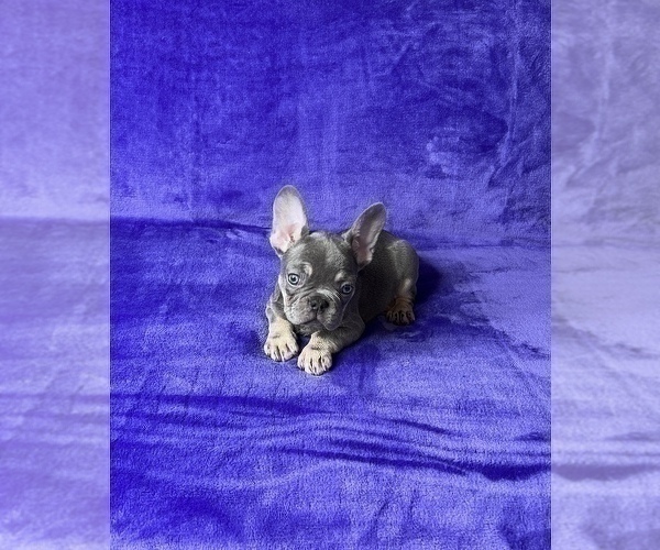 Medium Photo #2 French Bulldog Puppy For Sale in KENNESAW, GA, USA