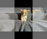 Small #4 Pembroke Welsh Corgi