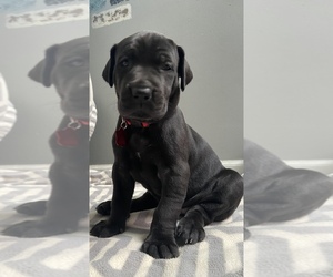 Great Dane Puppy for Sale in BLUE SPRINGS, Missouri USA