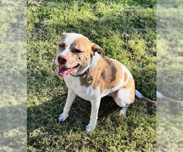 Medium Photo #1 Catahoula Leopard Dog-Unknown Mix Puppy For Sale in San Antonio, TX, USA