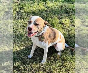 Catahoula Leopard Dog-Unknown Mix Dogs for adoption in San Antonio, TX, USA