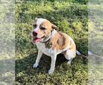 Small Catahoula Leopard Dog Mix