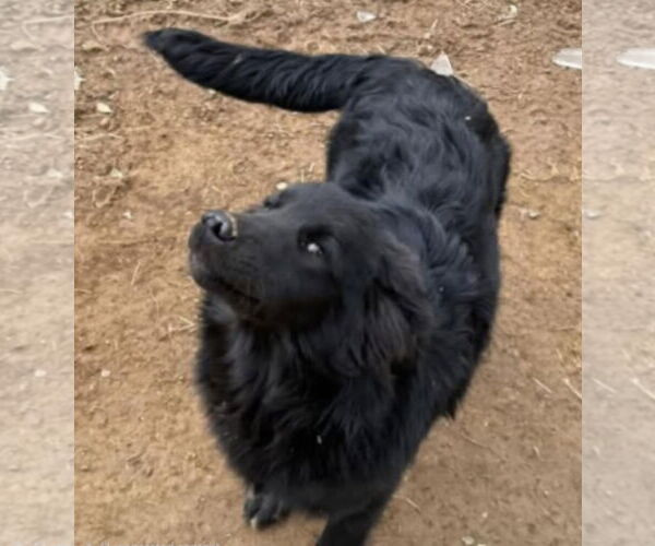 Medium Photo #3 Border Collie-Unknown Mix Puppy For Sale in Croydon, NH, USA
