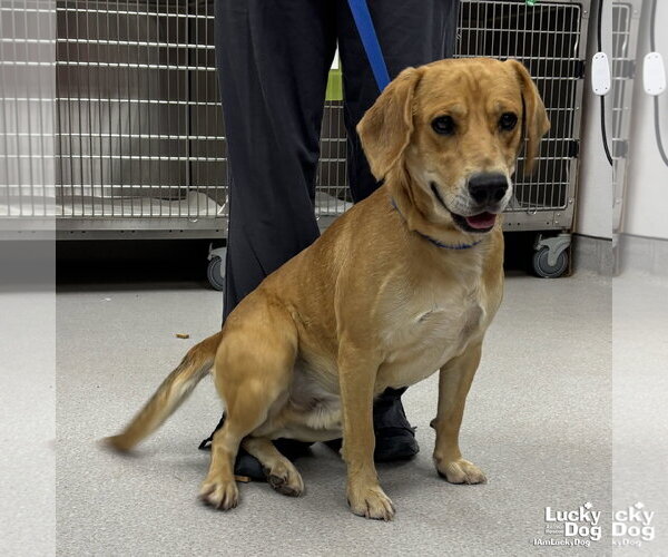 Medium Photo #3 Retriever -Unknown Mix Puppy For Sale in Washington, DC, USA