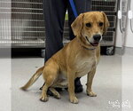 Small #2 Retriever  Mix