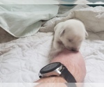 Small #57 Labrador Retriever