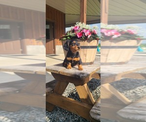 Dachshund Puppy for sale in NATHALIE, VA, USA