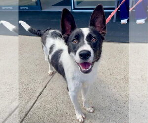 Thea - Female Border Collie-Unknown Mix Dog for Adoption - Photo #32