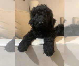 Labradoodle Puppy for Sale in TULSA, Oklahoma USA