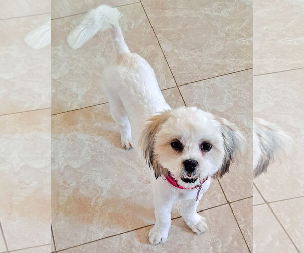 Medium Photo #3 Shih Tzu-Unknown Mix Puppy For Sale in Corona, CA, USA
