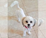 Small #2 Shih Tzu Mix