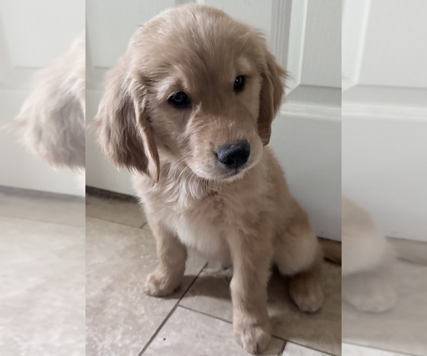 Medium Photo #2 Golden Retriever Puppy For Sale in PORTALES, NM, USA