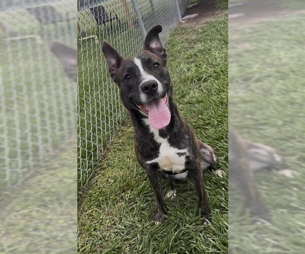 Medium Photo #2 Mutt Puppy For Sale in Rosenberg, TX, USA