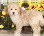 Small Photo #1 Poodle (Toy) Puppy For Sale in MOUNT VERNON, OH, USA