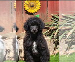 Oakley - Male Poodle (Toy) Dog for Adoption - Small photo