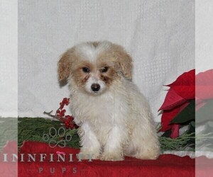 Cavachon Puppy for sale in RISING SUN, MD, USA