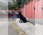Small #10 German Shepherd Dog