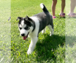 Small Photo #18 Siberian Husky Puppy For Sale in BRKN ARW, OK, USA