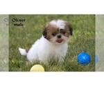 Small #27 Shih Tzu