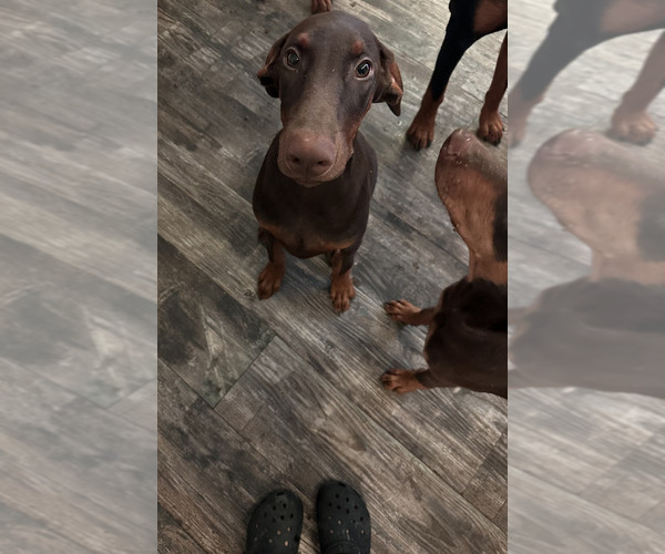 Medium Photo #1 Doberman Pinscher Puppy For Sale in DALLAS, TX, USA