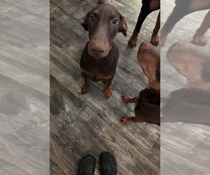Doberman Pinscher Puppy for Sale in DALLAS, Texas USA
