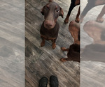 Puppy 1 - Female Doberman Pinscher Puppy for Sale - Small photo