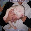 Small #41 Dogo Argentino