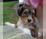 Puppy Teddy Collie-Poodle (Miniature) Mix