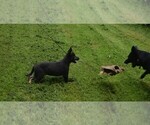 Small #1 German Shepherd Dog