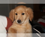 Small Photo #13 Golden Retriever Puppy For Sale in SPENCER, TN, USA