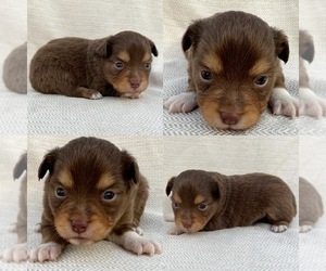 Miniature Australian Shepherd Puppy for sale in BROOKER, FL, USA