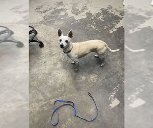 Chihuahua-Unknown Mix Dogs for adoption in Tallahassee, FL, USA