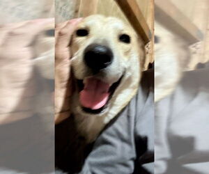 Labrador Retriever-Unknown Mix Dogs for adoption in Oak Bluffs, MA, USA