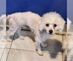 Cavachon Dogs for adoption in Walnutport, PA, USA