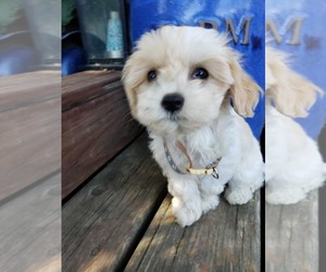 Cav-A-Malt Puppy for sale in WAYNE, NE, USA