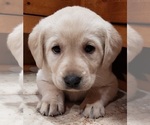 Small #2 Labrador Retriever