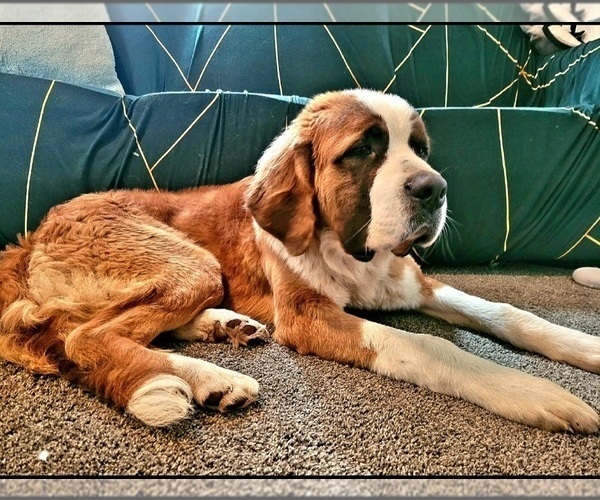 Medium Photo #1 Saint Bernard Puppy For Sale in ELKHART, IN, USA