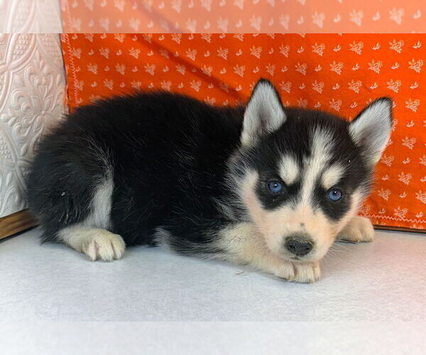 Medium Photo #17 Siberian Husky Puppy For Sale in MOUNT AYR, IA, USA
