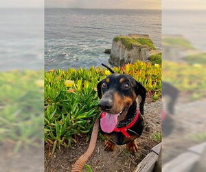 Marcus - San Diego - Male Dachshund Dog for Adoption - Photo #4